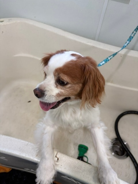 Happy spaniel in the bath