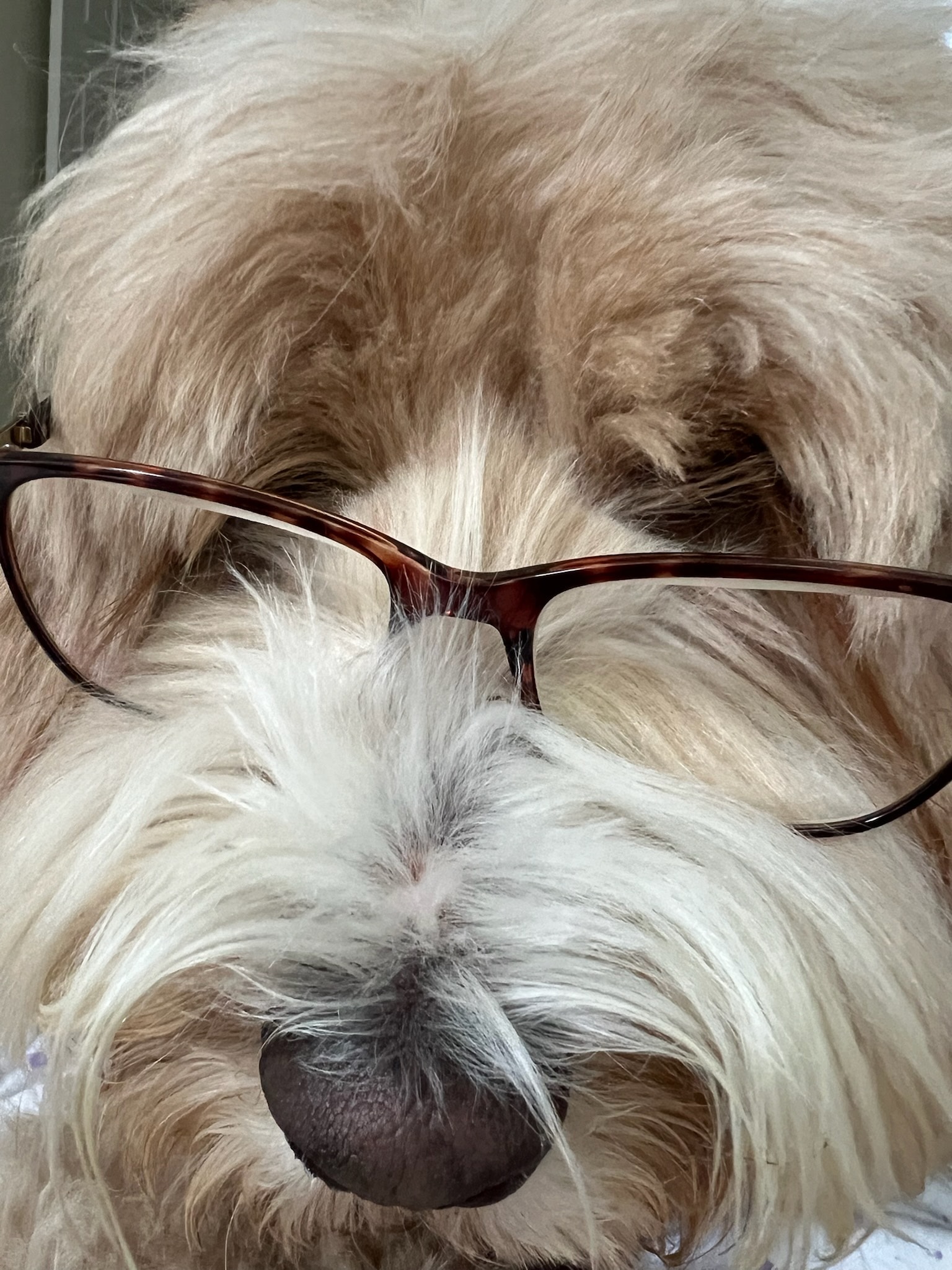 Kirby the doodle wearing glasses