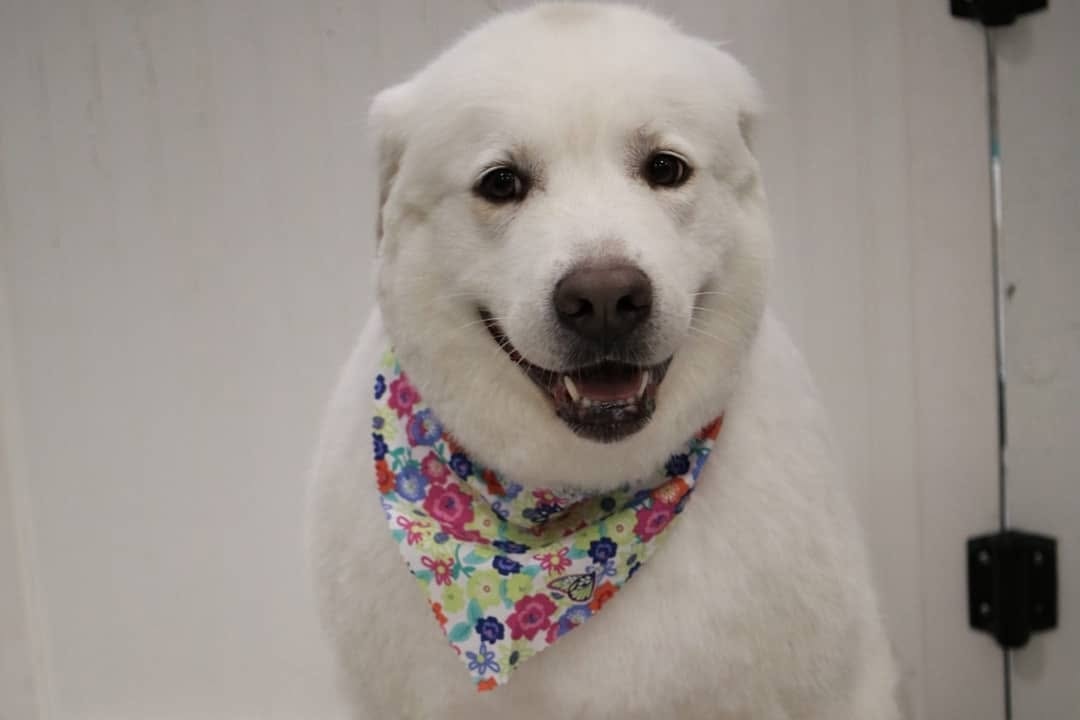 Ladybug the white dog with floral bandana