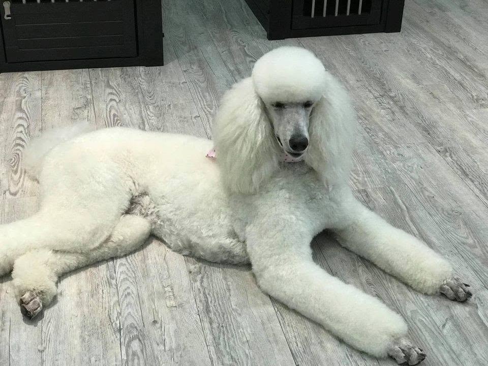 Elegant white poodle lounging
