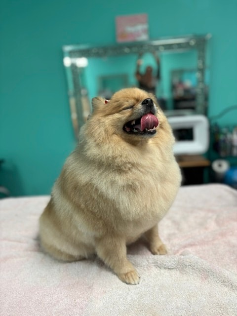 Pomeranian yawning