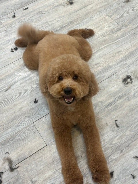 Fluffy brown poodle on floor