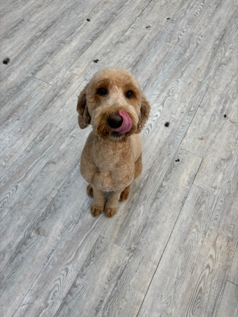 Goldendoodle sitting with tongue out