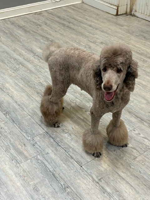 Standard poodle standing indoors