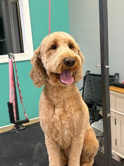 Goldendoodle sitting indoors